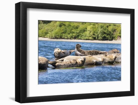 Washington State, Poulsbo. Harbor Seal Haul Out. Liberty Bay-Trish Drury-Framed Photographic Print