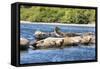 Washington State, Poulsbo. Harbor Seal Haul Out. Liberty Bay-Trish Drury-Framed Stretched Canvas