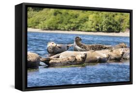 Washington State, Poulsbo. Harbor Seal Haul Out. Liberty Bay-Trish Drury-Framed Stretched Canvas