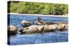 Washington State, Poulsbo. Harbor Seal Haul Out. Liberty Bay-Trish Drury-Stretched Canvas