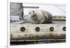 Washington State, Poulsbo. Harbor Seal Winks While Hauled Out on Dock-Trish Drury-Framed Photographic Print