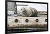 Washington State, Poulsbo. Harbor Seal Winks While Hauled Out on Dock-Trish Drury-Framed Photographic Print