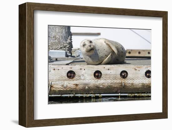 Washington State, Poulsbo. Harbor Seal Winks While Hauled Out on Dock-Trish Drury-Framed Photographic Print