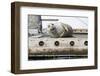 Washington State, Poulsbo. Harbor Seal Winks While Hauled Out on Dock-Trish Drury-Framed Photographic Print