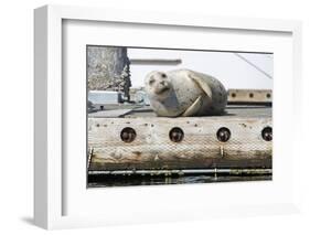 Washington State, Poulsbo. Harbor Seal Winks While Hauled Out on Dock-Trish Drury-Framed Photographic Print