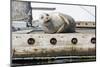 Washington State, Poulsbo. Harbor Seal Winks While Hauled Out on Dock-Trish Drury-Mounted Photographic Print