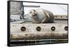 Washington State, Poulsbo. Harbor Seal Winks While Hauled Out on Dock-Trish Drury-Framed Stretched Canvas