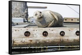 Washington State, Poulsbo. Harbor Seal Winks While Hauled Out on Dock-Trish Drury-Framed Stretched Canvas