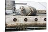 Washington State, Poulsbo. Harbor Seal Winks While Hauled Out on Dock-Trish Drury-Stretched Canvas