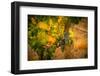 Washington State, Red Mountain. Cabernet Sauvignon Grapes at Hightower Cellars-Richard Duval-Framed Photographic Print