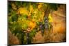 Washington State, Red Mountain. Cabernet Sauvignon Grapes at Hightower Cellars-Richard Duval-Mounted Photographic Print