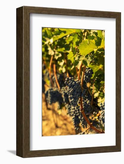 Washington State, Red Mountain. Petit Syrah in a Vineyard-Richard Duval-Framed Photographic Print