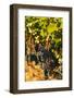 Washington State, Red Mountain. Petit Syrah in a Vineyard-Richard Duval-Framed Photographic Print