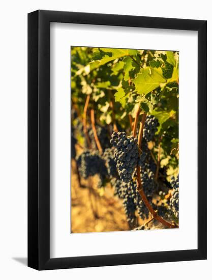 Washington State, Red Mountain. Petit Syrah in a Vineyard-Richard Duval-Framed Photographic Print
