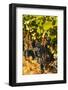 Washington State, Red Mountain. Petit Syrah in a Vineyard-Richard Duval-Framed Photographic Print