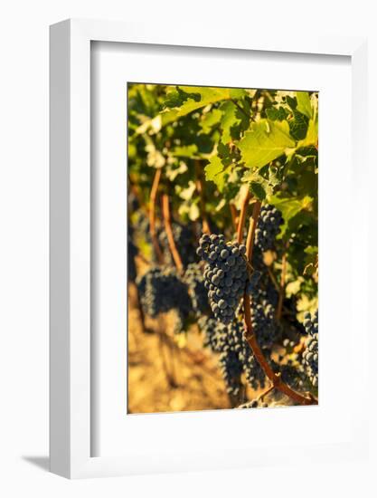 Washington State, Red Mountain. Petit Syrah in a Vineyard-Richard Duval-Framed Photographic Print