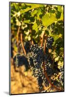 Washington State, Red Mountain. Petit Syrah in a Vineyard-Richard Duval-Mounted Photographic Print