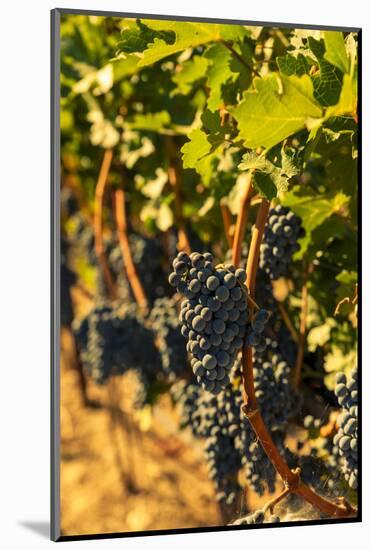 Washington State, Red Mountain. Petit Syrah in a Vineyard-Richard Duval-Mounted Photographic Print