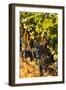 Washington State, Red Mountain. Petit Syrah in a Vineyard-Richard Duval-Framed Photographic Print