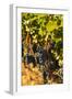 Washington State, Red Mountain. Petit Syrah in a Vineyard-Richard Duval-Framed Photographic Print