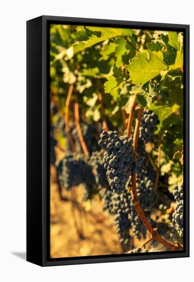 Washington State, Red Mountain. Petit Syrah in a Vineyard-Richard Duval-Framed Stretched Canvas