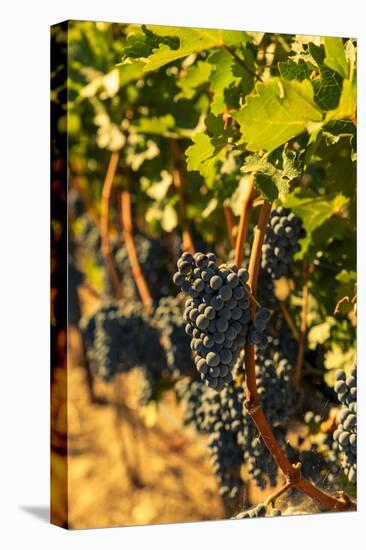 Washington State, Red Mountain. Petit Syrah in a Vineyard-Richard Duval-Stretched Canvas