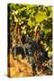 Washington State, Red Mountain. Petit Syrah in a Vineyard-Richard Duval-Stretched Canvas