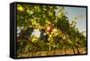 Washington State, Red Mountain. Petit Verdata Grapes on Red Mountain at Harvest Season-Richard Duval-Framed Stretched Canvas