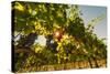 Washington State, Red Mountain. Petit Verdata Grapes on Red Mountain at Harvest Season-Richard Duval-Stretched Canvas