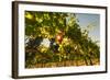 Washington State, Red Mountain. Petit Verdata Grapes on Red Mountain at Harvest Season-Richard Duval-Framed Photographic Print