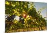 Washington State, Red Mountain. Petit Verdata Grapes on Red Mountain at Harvest Season-Richard Duval-Mounted Photographic Print