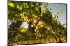 Washington State, Red Mountain. Petit Verdata Grapes on Red Mountain at Harvest Season-Richard Duval-Mounted Photographic Print