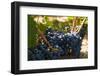 Washington State, Red Mountain. Petit Verdot Grapes-Richard Duval-Framed Photographic Print