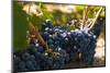 Washington State, Red Mountain. Petit Verdot Grapes-Richard Duval-Mounted Photographic Print