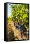 Washington State, Red Mountain. Vineyard Near Harvest-Richard Duval-Framed Stretched Canvas