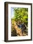 Washington State, Red Mountain. Vineyard Near Harvest-Richard Duval-Framed Photographic Print