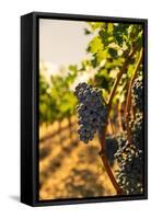 Washington State, Red Mountain. Vineyard Near Harvest-Richard Duval-Framed Stretched Canvas