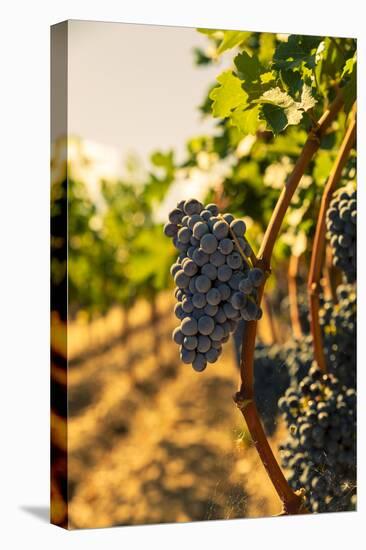 Washington State, Red Mountain. Vineyard Near Harvest-Richard Duval-Stretched Canvas