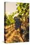 Washington State, Red Mountain. Vineyard Near Harvest-Richard Duval-Stretched Canvas