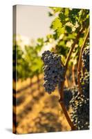 Washington State, Red Mountain. Vineyard Near Harvest-Richard Duval-Stretched Canvas