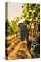 Washington State, Red Mountain. Vineyard Near Harvest-Richard Duval-Stretched Canvas