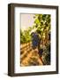 Washington State, Red Mountain. Vineyard Near Harvest-Richard Duval-Framed Photographic Print