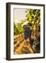 Washington State, Red Mountain. Vineyard Near Harvest-Richard Duval-Framed Photographic Print