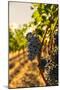 Washington State, Red Mountain. Vineyard Near Harvest-Richard Duval-Mounted Photographic Print