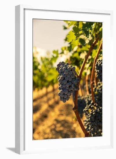 Washington State, Red Mountain. Vineyard Near Harvest-Richard Duval-Framed Photographic Print