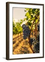 Washington State, Red Mountain. Vineyard Near Harvest-Richard Duval-Framed Photographic Print