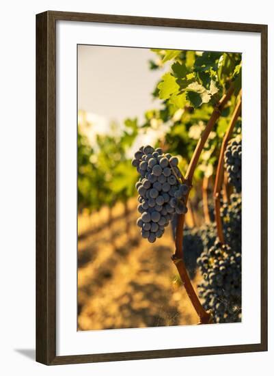 Washington State, Red Mountain. Vineyard Near Harvest-Richard Duval-Framed Photographic Print