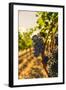 Washington State, Red Mountain. Vineyard Near Harvest-Richard Duval-Framed Photographic Print