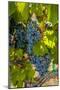 Washington State, Red Mountain. Winemaker with Merlot Grapes-Richard Duval-Mounted Photographic Print