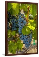 Washington State, Red Mountain. Winemaker with Merlot Grapes-Richard Duval-Framed Photographic Print